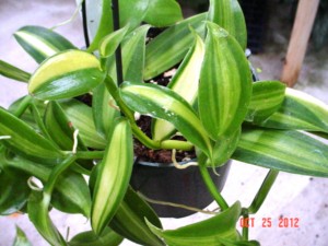 Vanilla Planifolia Variegata