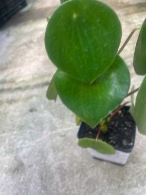 Coin Leaf Peperomia
