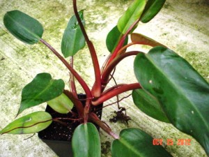 Bloody Mary Philodendron